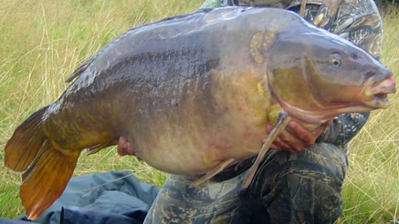 RIP Two Tone, the legendary huge British mirror carp.