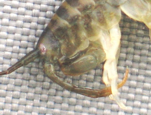 killershrimp