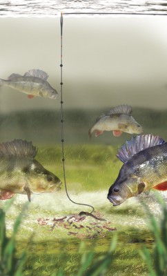 PERCH