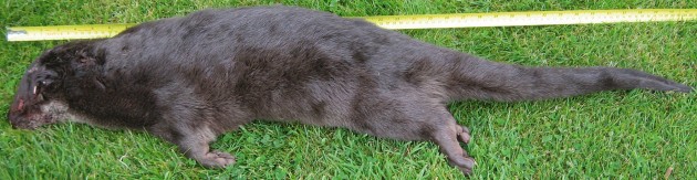 deadotter