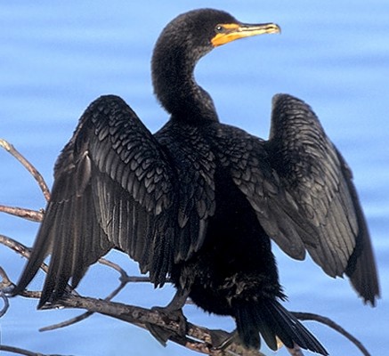 cormorant