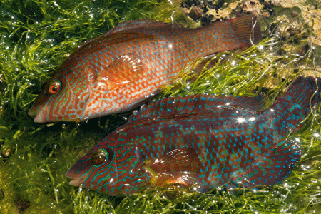 8. These little corkwing wrasse look like
two different species – it’s amazing how
varied the colours and patterns are of fish
caught in the same spot.
Males take on vivid colours to impress
females in the breeding season; they
wouldn’t look out of place in a
tropical reef!
An impressive set of teeth
ensures that these rock dwellers
can easily crunch through hard
molluscs and other armoured
crustaceans. I prefer using barbless hooks
for these little gems – they have a habit of clamping their lips firmly shut, which can make a barbed hook tricky to remove.