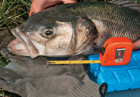 8. Legal limits are sensibly enforced, to help conserve our fragile bass stocks, as commercial fishing has hammered European bass numbers.
The current limit stands at 16 in. (41 cm) measured from the tip of the snout to the end of the tail fin, with any fish under that length being released immediately. The current UK shore-caught bass record stands at a mighty 19 lb, but many considerate bass anglers release very big specimens, as these bigger fish are of crucial breeding age.
Bass are slow-growing and long-lived fish (a 10 lb specimen could be 20 or even 30 years old).
They take six or seven years to reach sexual maturity, and are generally in excess of 40 cm long at that stage.