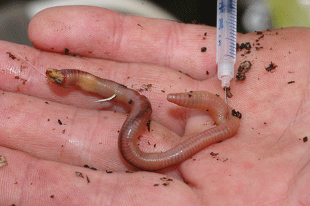 WARNING: please take extreme care is using a syringe to inject lobworms. Younger anglers should get adult permission before even attempting this.