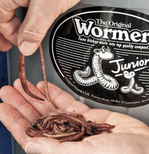 Wormery-sequence-11