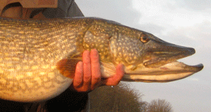 pike