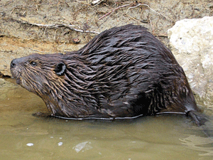 BEAVER