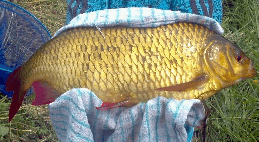 catchpic
