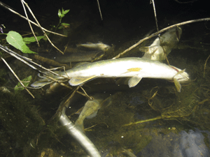 deadfishatriverstart