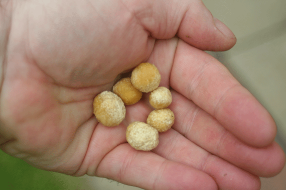 Revealed here for you... my own special boilies!