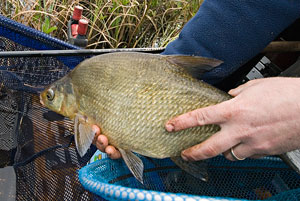 Straight back - or into the keepnet?