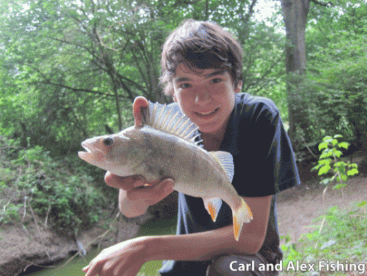 A quality perch to end a day's fishing for Carl