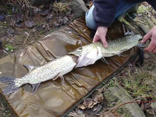 See how this pike ate another pike by watching the video below.