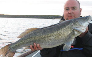 zander