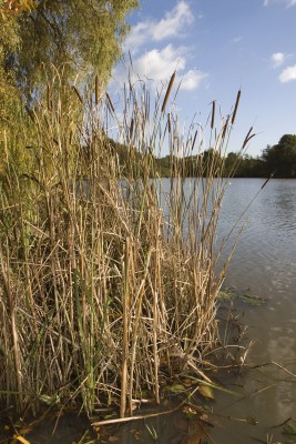Autumn reeds - they might be going brown but don't you be green.... fish are still likely to be mooching round them!