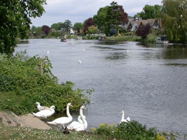 Nice weather for ducks, and swans. These Thames residents, at Staines, don't have the same decisions as us anglers, eh?