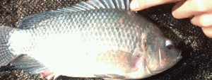 Mozambique-mouthbrooder