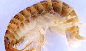 nastyshrimp