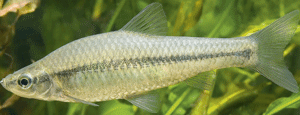 topmouth-gudgeon