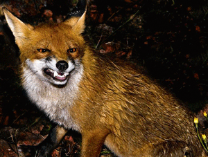 foxpic