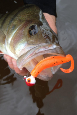 perch love Para Max