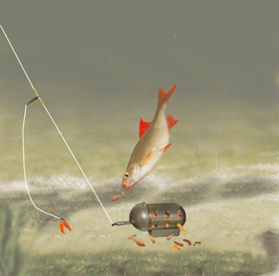 roachrig