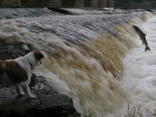 The watchdog is failing to save salmon.
