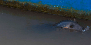 seal
