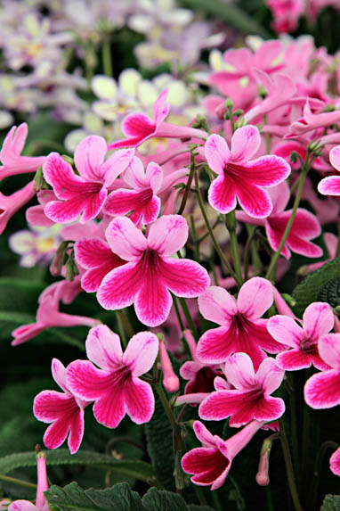 Streptocarpus 'Caitlin'