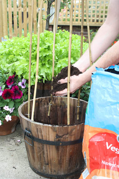 Fill the container with multipurpose compost or veg-specific growing media. This should help secure canes in place. Leave enough room to accommodate the plant rootballs