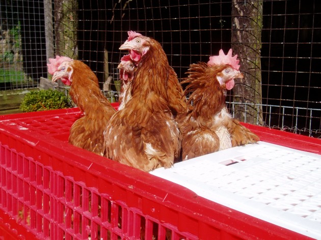 Former battery hens are enjoying freedom in gardens