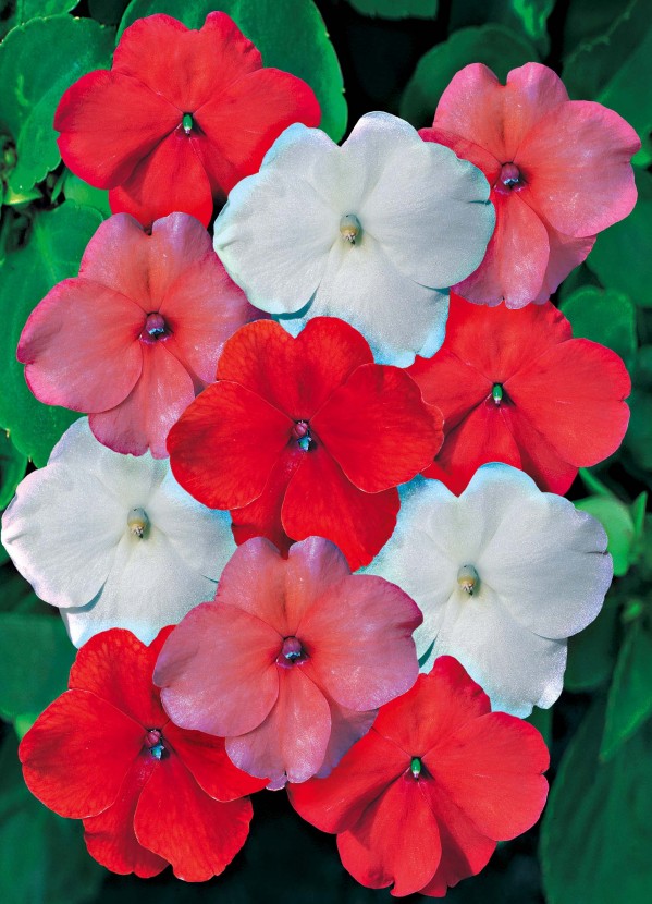 Impatiens walleriana
