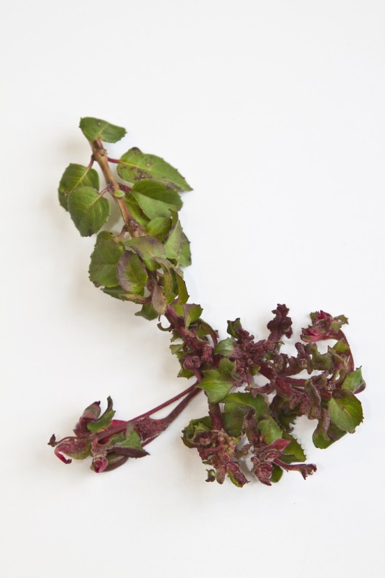 Fuchsia gall mite damage (credit: RHS)