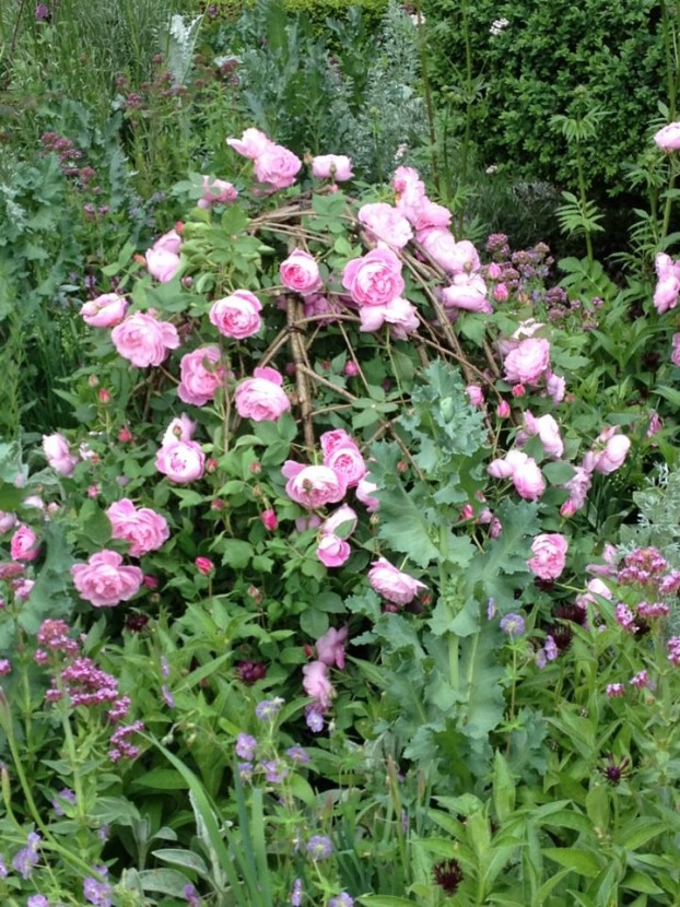Rosa 'Comte de Chambord' growing through a hazel dome