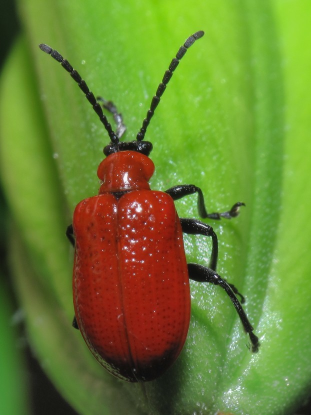 A lily beetle (credit: WikiMedia)