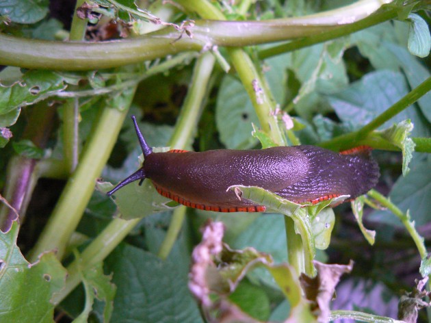 Slug damage is being reported at gardens across the UK