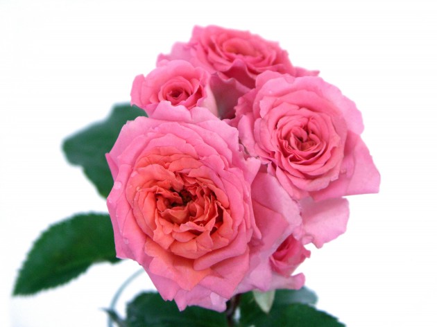 Teenage-Spirit-Rose-Teenage-Cancer-Trust-copy