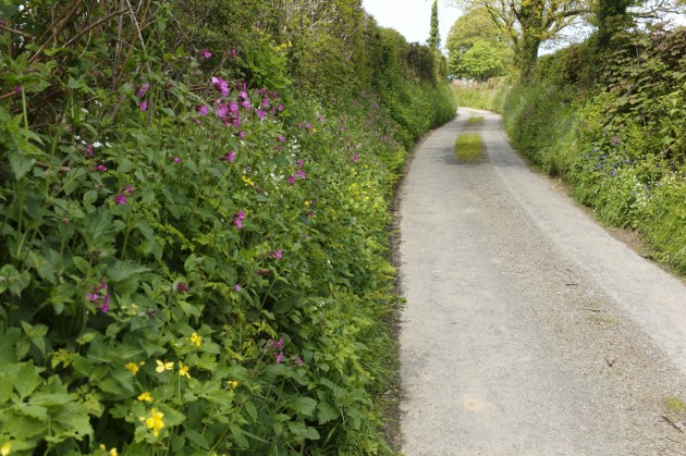 Roadside-Verges-MAIN-PIC-copy