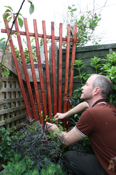 main trellis