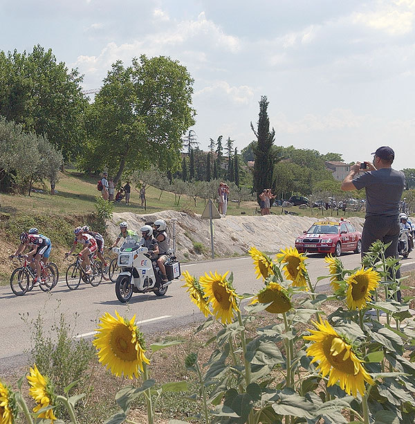 Tour sunflowers