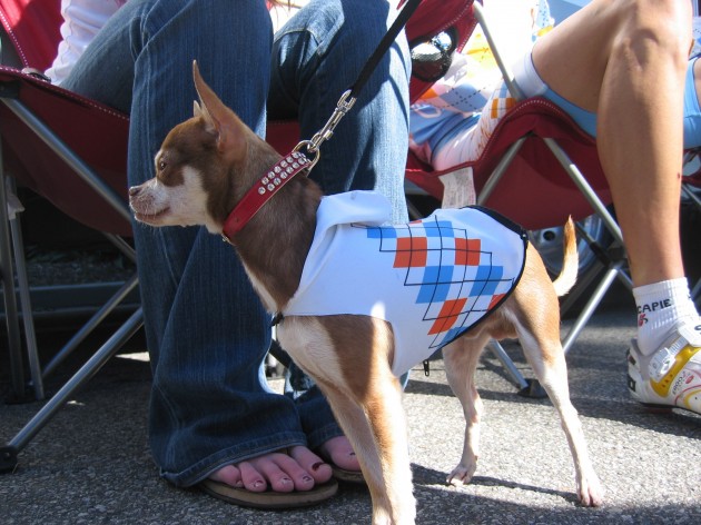 Cheese the dog