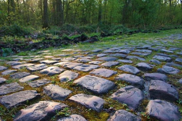 Cobbles in the Arenberg forest, Paris-Roubaix 2014