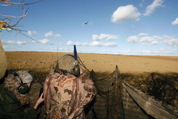 Pigeon(C.Sainsbury-Plaice/MS)