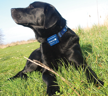 Dog wearing electric collar