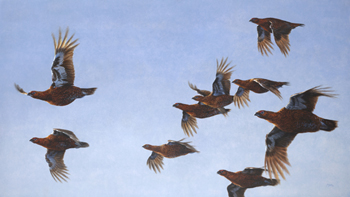 Nine Grouse by Andrew Ellis