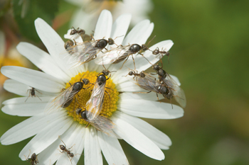 ONE USE. Flower with ants