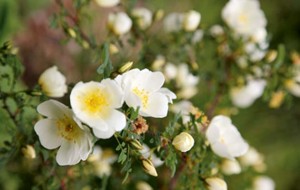 Hardy roses