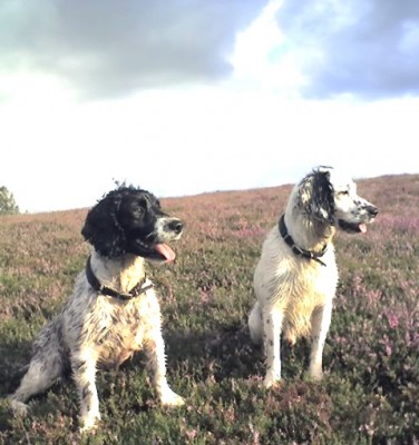 two spaniels