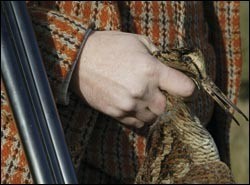 woodcock