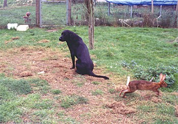 gun dog rabbit pen training.jpg